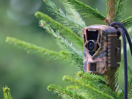 How to Use a Camera for Wildlife Photography